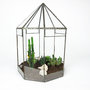Vintage glazen kasje met cactussen en vetplanten