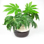 Vintage pot met plant