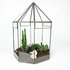 Vintage glazen kasje met cactussen en vetplanten